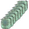 Ambesonne Christmas Chair Seating Cushion Set of 6, Pine Fir Cones Balls and Coniferous Tree Leaves Holly Berry Old Fashioned, Anti-Slip Seat Padding for Kitchen & Patio, 16″x16″, Red Green Grey(Pale Yellow Turquoise)