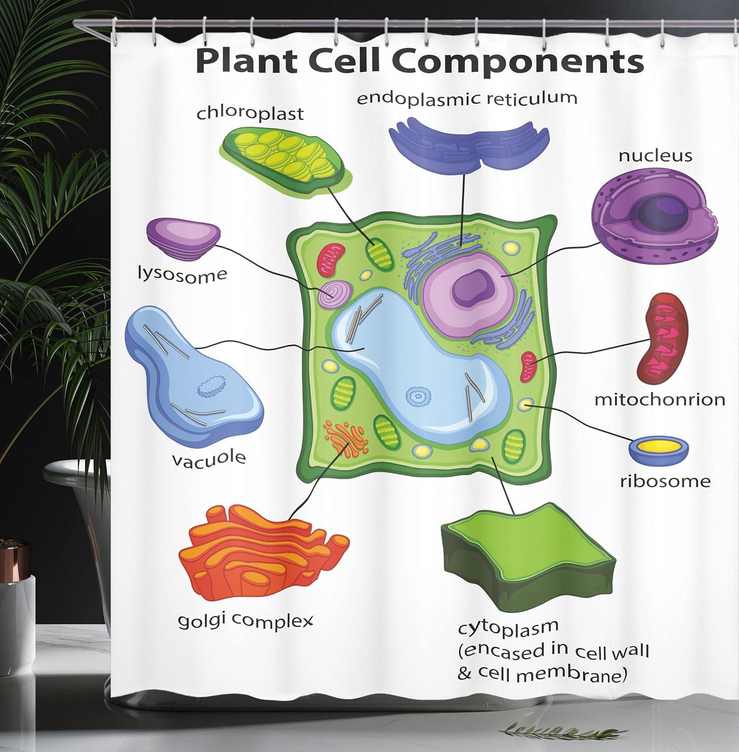 imageAmbesonne Science Shower Curtain Chart Showing Plant Cell Components in Cartoon Style Science Living Structure Cloth Fabric Bathroom Decor Set with Hooks 69 W x 70 L Green Multicolor