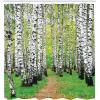 Ambesonne Cartoon Shower Curtain, Curious Panda on an Exotic Branch Asian Bear Jungle Woods Illustration, Cloth Fabric Bathroom Decor Set with Hooks, 69″ W x 75″ L, Fern Green White Black(Black and White)