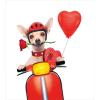 Ambesonne Dog Driver Duvet Cover Set, Romantic Chihuahua with Balloon Rose Flower Valentines Love Date Celebration, Decorative 3 Piece Bedding Set with 2 Pillow Shams, King Size, Red Yellow(Red Yellow)