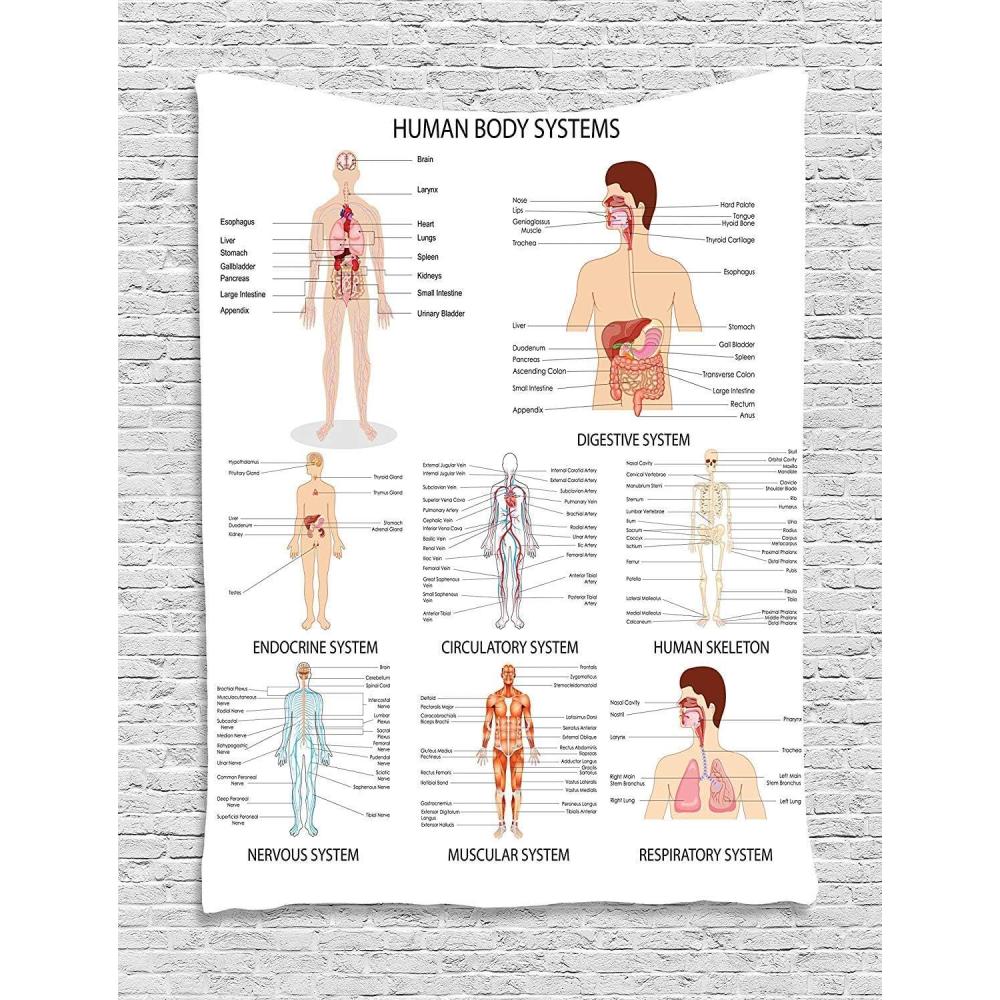 imageAmbesonne Human Anatomy Tapestry Chart of Organs Body Structures Biology Themed Cartoon Schemes Wall Hanging for Bedroom Living Room Dorm Decor 40 X 60 White and Multicolor